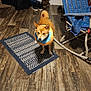 Kiki joined the competition — help win amazing prizes! bag, brown_dog, casual, chair, collar, curious, dog, domestic, flooring, footwear, furniture, home, indoor, inflatable_collar, living_room, pet, rug, shoes, standing, wooden_floor