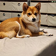 Kiki is registered to the contest to win money with this photo: dog, shiba_inu, pet, animal, lying_down, beige, fur, indoor, storage_drawers, relaxed, paw, ears, snout, whiskers, bed, resting, canine, companion, cute, domestic