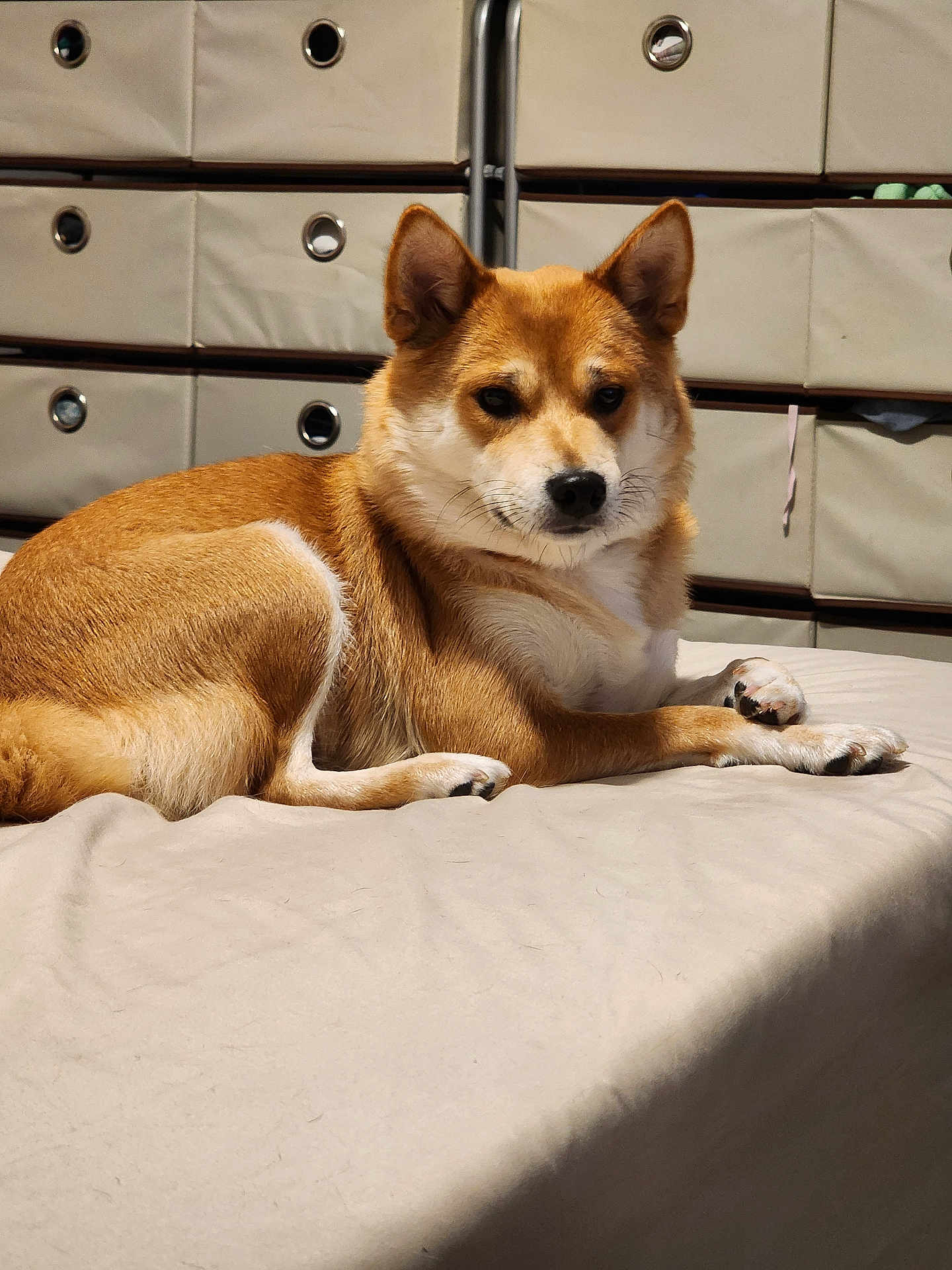 Kiki is registered to the contest to win money with this photo: dog, shiba_inu, pet, animal, lying_down, beige, fur, indoor, storage_drawers, relaxed, paw, ears, snout, whiskers, bed, resting, canine, companion, cute, domestic
