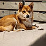 Kiki joined the competition — help win amazing prizes! dog, pet, indoor, bed, relaxed, golden_brown, fur, animal, canine, resting, furniture, drawer, fabric, comfortable, looking_away, paw, bedspread, home, cute, calm