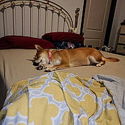 Kiki is registered to the contest to win money with this photo: bed, bedroom, blanket, canine, collar, comfort, dog, door, fur, furniture, headboard, home, indoor, pet, pillow, relaxation, resting, sleeping, soft, warm