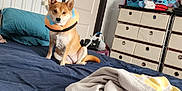 Kiki is registered to the contest to win money with this photo: bed, blanket, blue_bed_sheet, canine, collar, cozy, curious, decor, dog, door, dresser, furniture, indoor, pet, plush_toy, room, sitting, stuffed_animal, toy, white_wall