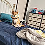 bed, blanket, blue_bed_sheet, canine, collar, cozy, curious, decor, dog, door, dresser, furniture, indoor, pet, plush_toy, room, sitting, stuffed_animal, toy, white_wall
