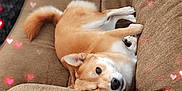 Kiki joined the competition — help win amazing prizes! dog, couch, brown, heart_overlay, indoor, pet, relaxed, fur, tail, snout, ears, carpet, wall, cozy, domestic, animal, laying_down, comfortable, cute, love