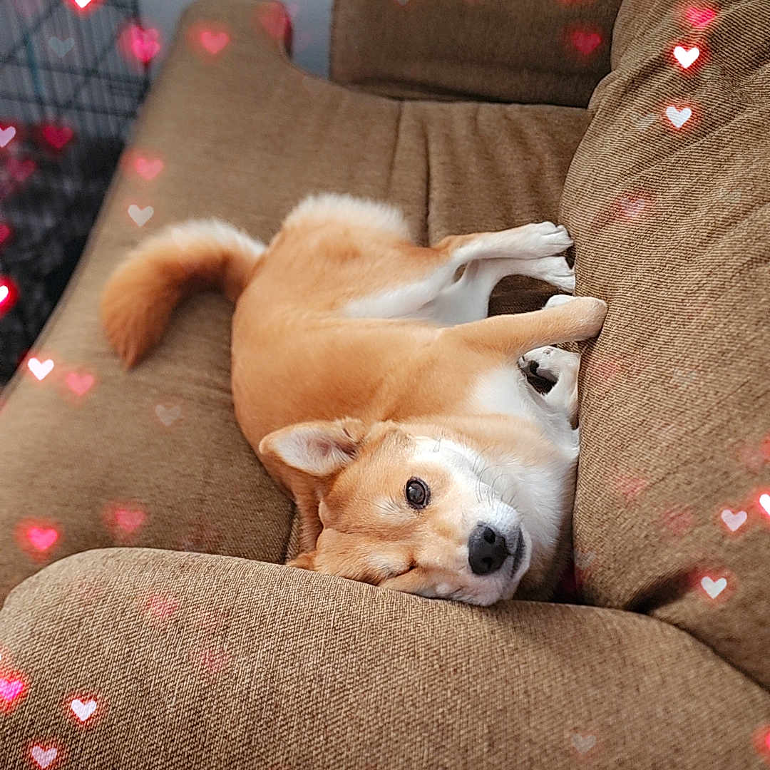Kiki joined the competition — help win amazing prizes! animal, brown, carpet, comfortable, couch, cozy, cute, dog, domestic, ears, fur, heart_overlay, indoor, laying_down, love, pet, relaxed, snout, tail, wall