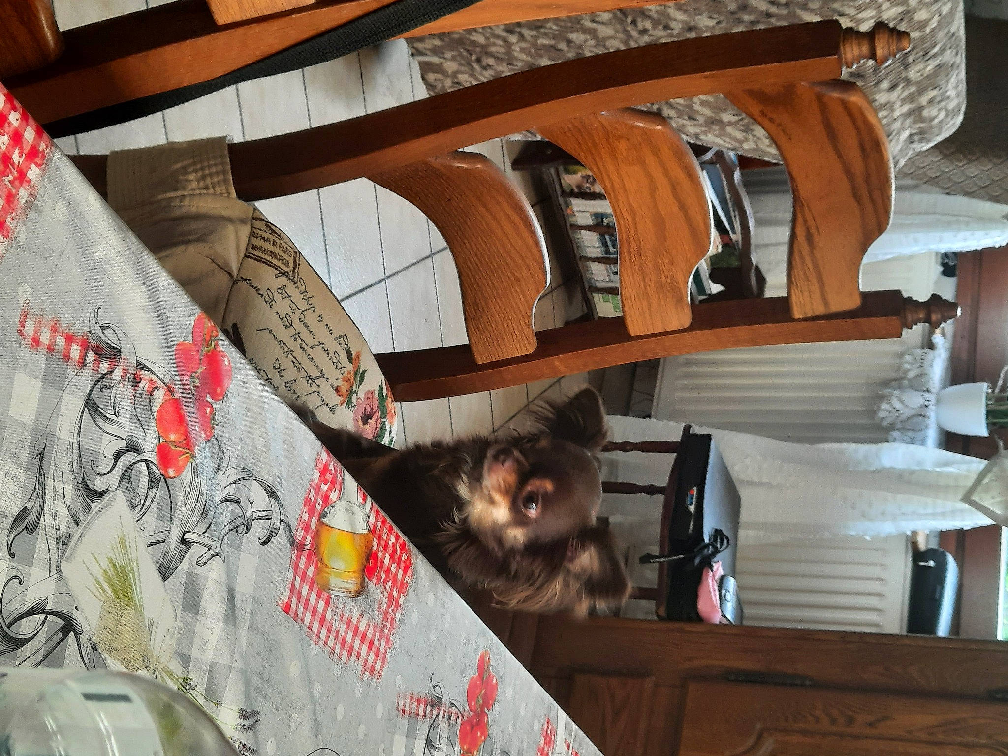 Stella a rejoint le concours — aidez-le/la à gagner de superbes lots ! advertising, art, automotive_design, beam, cat, ceiling, domestic_short_haired_cat, facade, felidae, font, fur, hardwood, house, mural, pattern, room, small_to_medium_sized_cats, visual_arts, whiskers, wood