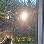 Ushka participe au concours pour gagner de l'argent avec cette photo : cat, window, sunlight, trees, greenery, nature, outdoor, animal, pet, fluffy, curious, sun, daylight, glass, looking, feline, sunbeam, shadows, plants, peaceful
