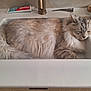 cat, fluffy, sleeping, sink, bathroom, pet, domestic_animal, fur, relaxed, white, toothpaste, cleaning_product, countertop, household, resting, feline, cozy, indoor, cute, animal