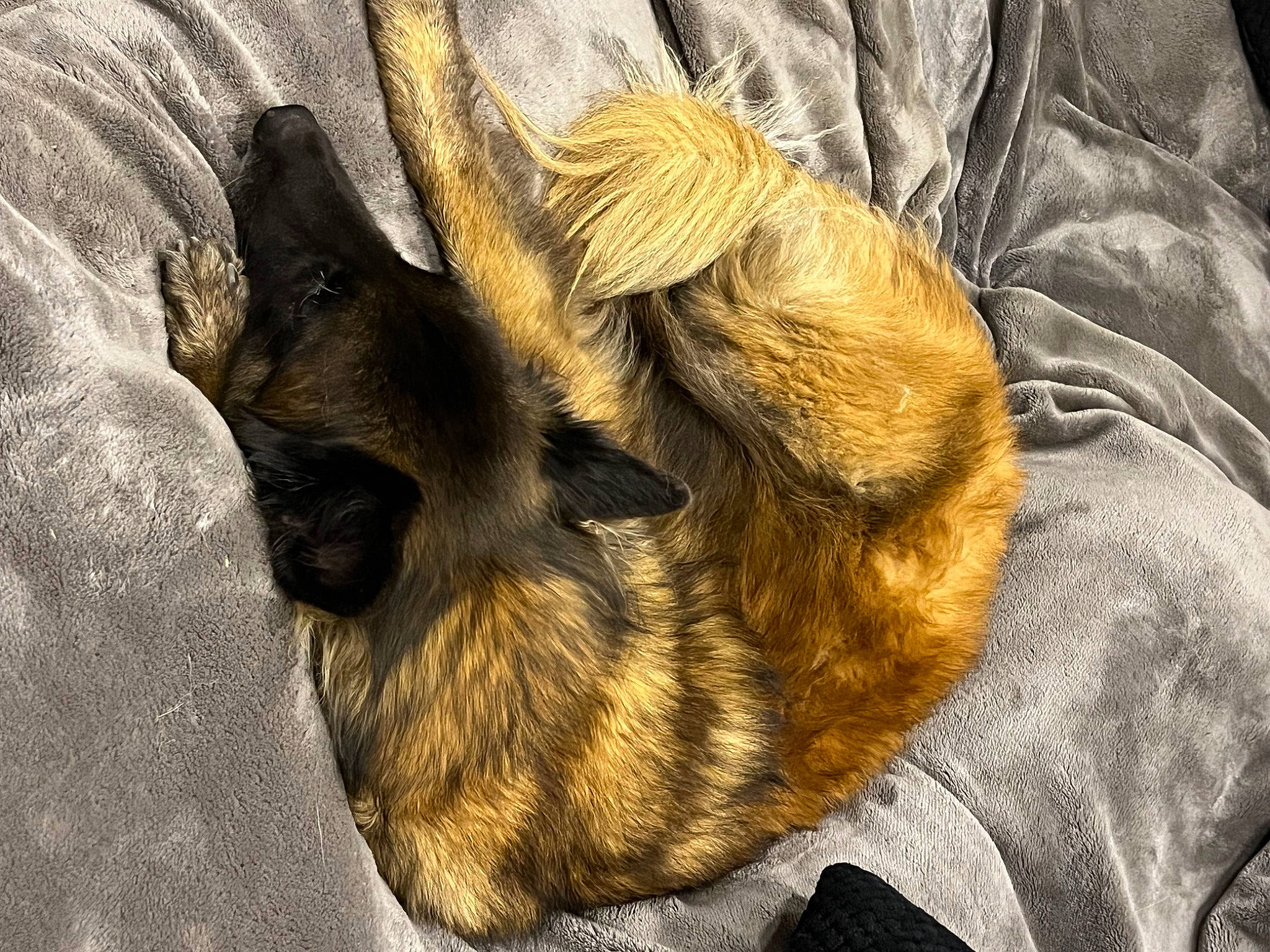 Lanka participe au concours pour gagner de l'argent avec cette photo : canidae, carnivore, claw, comfort, companion_dog, dog, dog_breed, ear, fawn, felidae, fur, liver, paw, small_to_medium_sized_cats, snout, sporting_group, terrestrial_animal, whiskers, wood, working_animal