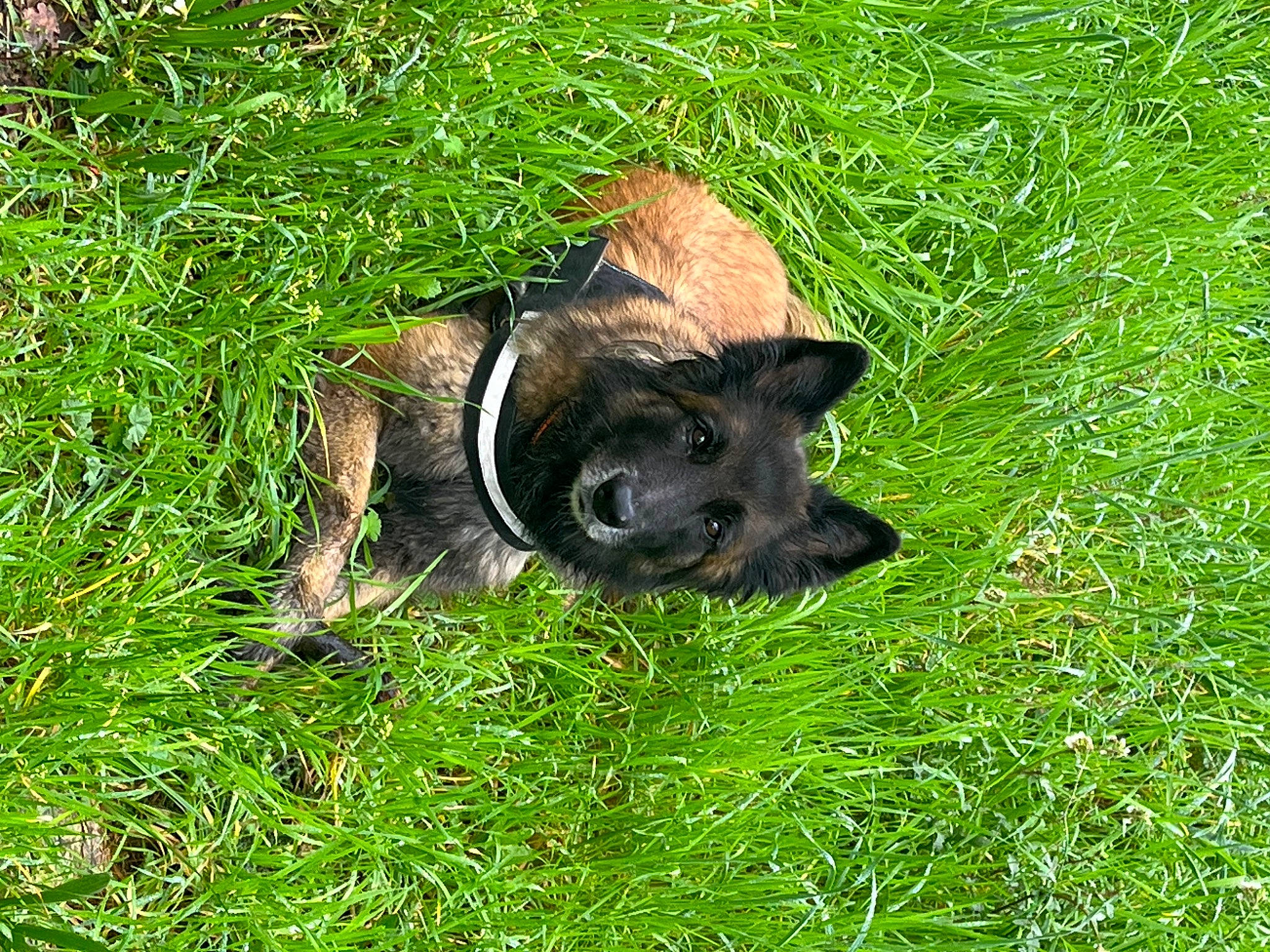 Lanka a rejoint le concours — aidez-le/la à gagner de superbes lots ! carnivore, dog, dog_breed, grass, grassland, groundcover, pasture, plant, soil, terrestrial_animal, working_animal