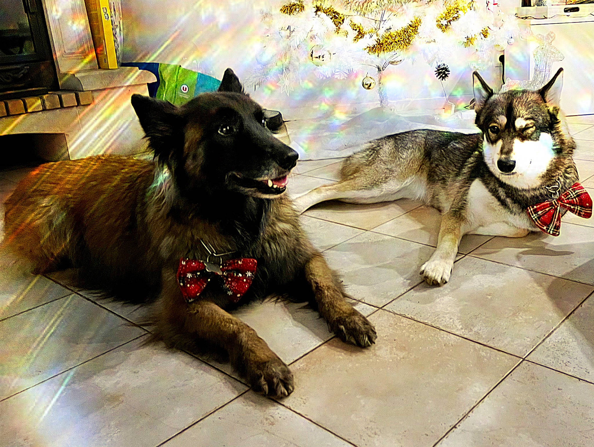 Lanka participe au concours pour gagner de l'argent avec cette photo : art, canidae, canis, carnivore, companion_dog, dog, dog_breed, fictional_character, fur, guard_dog, leash, paw, sled_dog, snout, sporting_group, street, window, wolf, working_animal, working_dog