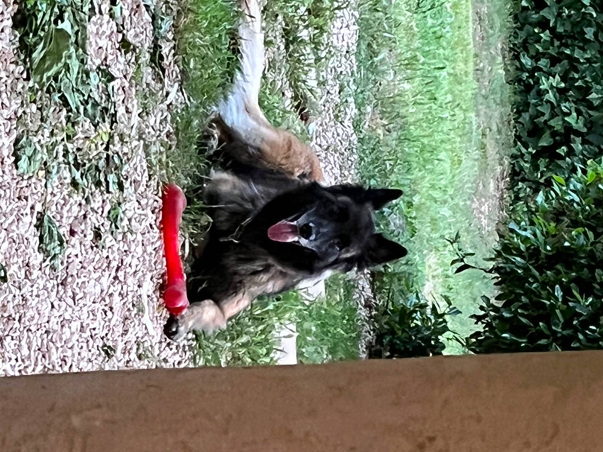 Lanka a rejoint le concours — aidez-le/la à gagner de superbes lots ! carmine, carnivore, dog, dog_breed, fur, grass, sporting_group, tail, terrestrial_animal, trunk, wildlife, wood, working_animal