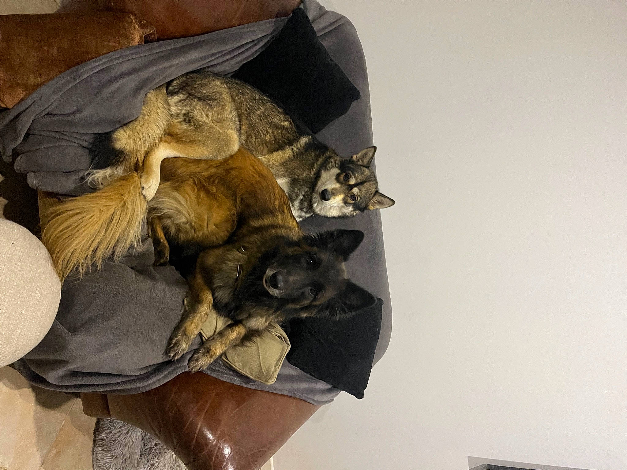 Lanka a rejoint le concours — aidez-le/la à gagner de superbes lots ! bat, canidae, carnivore, cat, claw, comfort, companion_dog, dog_breed, domestic_short_haired_cat, fawn, felidae, fur, hat, nap, paw, small_to_medium_sized_cats, sporting_group, tail, whiskers, wood