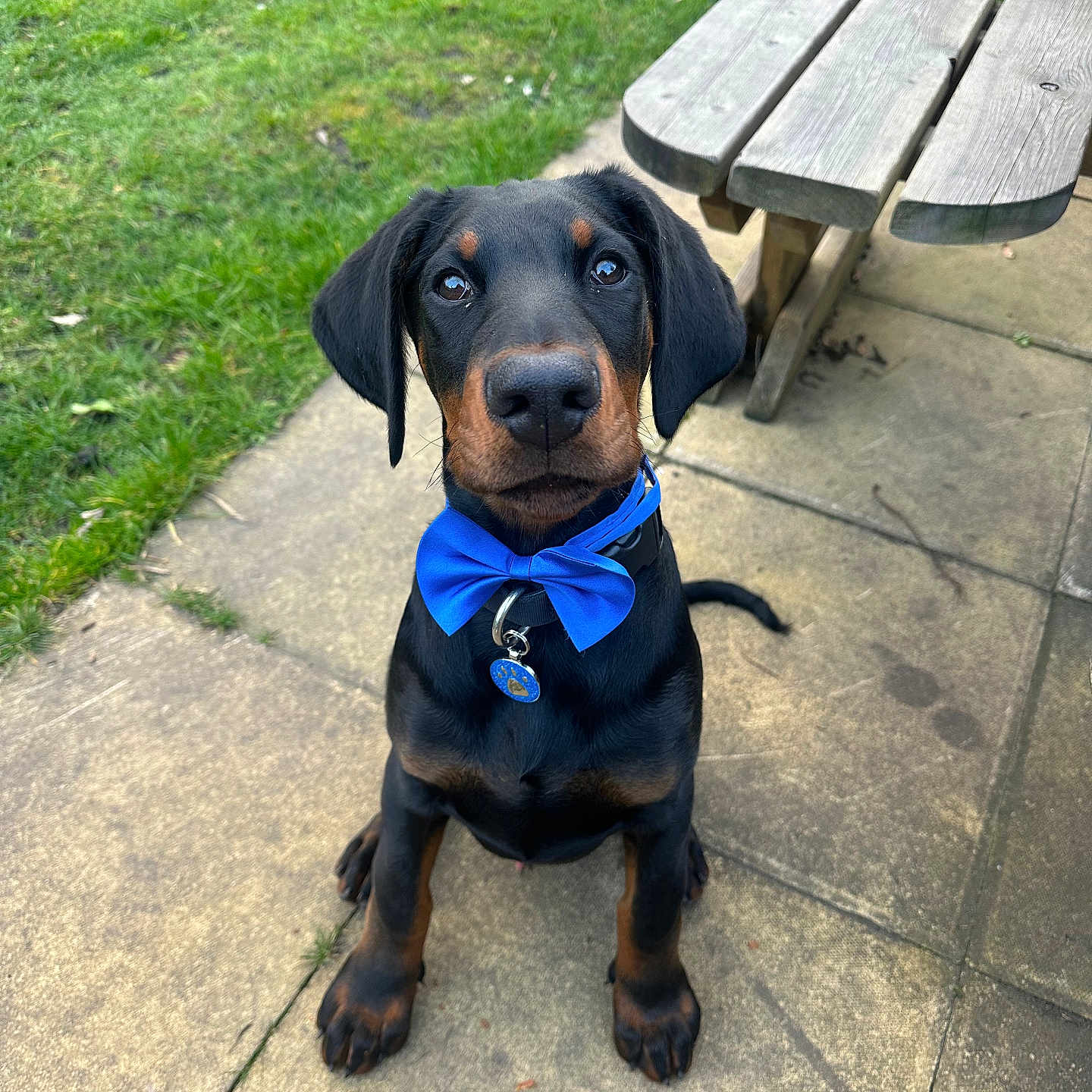Blu is registered to the contest to win money with this photo: accessories, animal, bench, canine, dog, face, formalwear, furniture, grass, hound, labradorretriever, nature, outdoors, park, path, pet, plant, puppy, tie, walkway