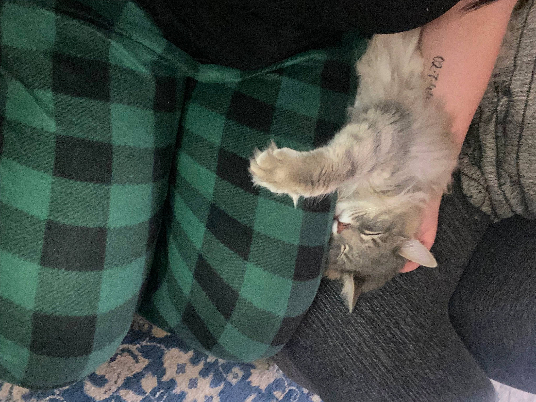 Bud joined the competition — help win amazing prizes! carnivore, cat, comfort, companion_dog, dog_breed, fawn, felidae, foot, gesture, human_leg, lap, pattern, paw, plaid, small_to_medium_sized_cats, tail, tartan, thigh, toe, whiskers