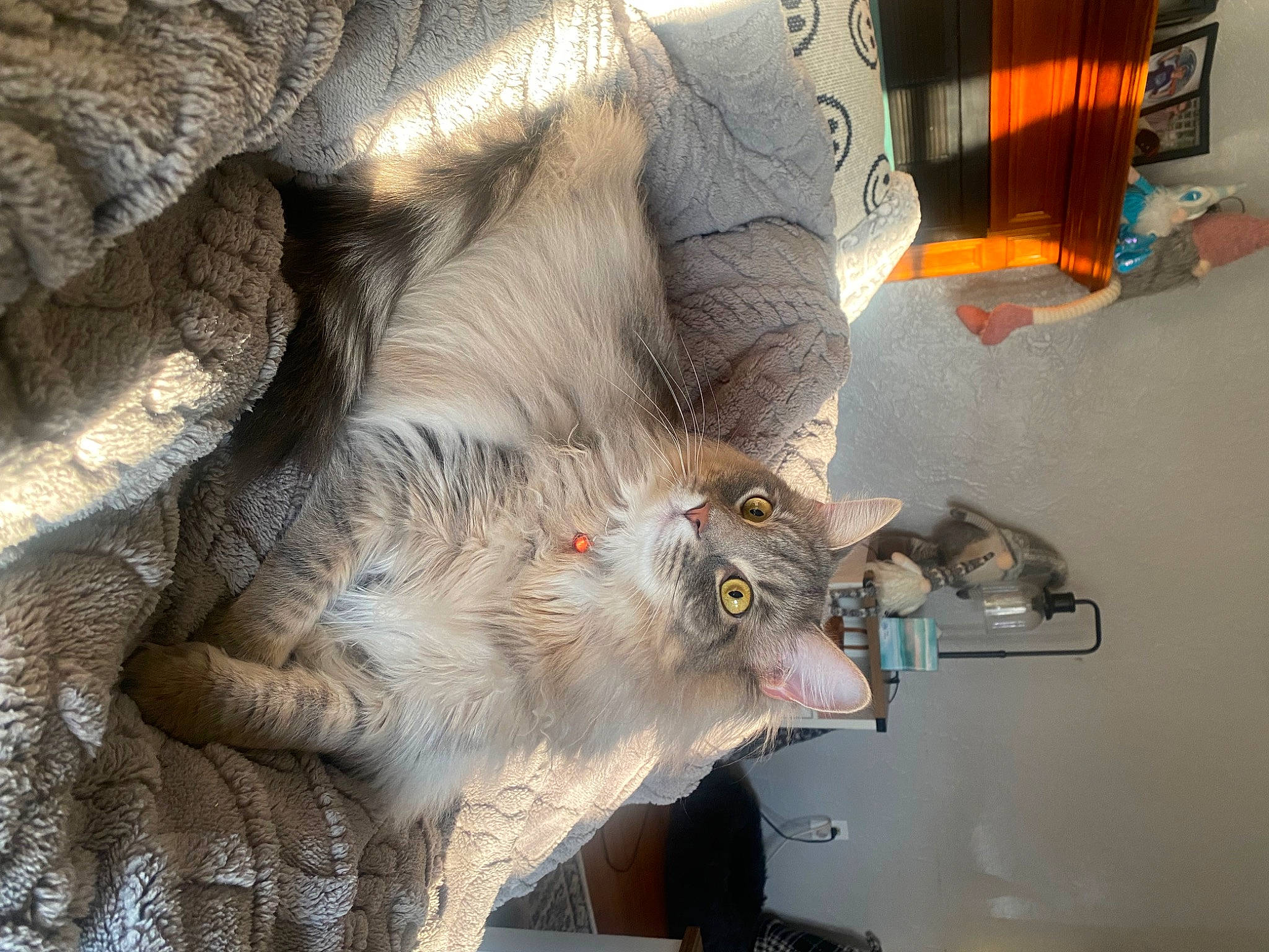 Bud joined the competition — help win amazing prizes! art, carnivore, fang, felidae, fur, grey, jaw, natural_material, sculpture, small_to_medium_sized_cats, snout, tail, terrestrial_animal, visual_arts, whiskers, window