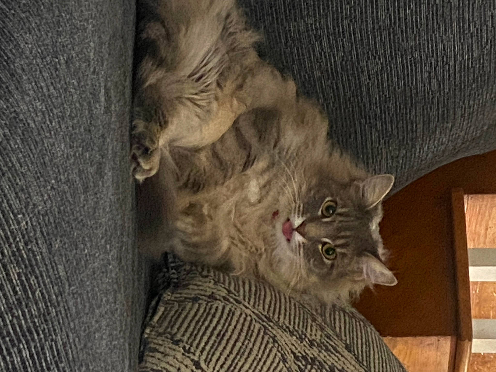 Bud joined the competition — help win amazing prizes! carnivore, cat, claw, comfort, domestic_short_haired_cat, door, fawn, felidae, fur, grey, paw, small_to_medium_sized_cats, snout, tail, terrestrial_animal, tree, whiskers, wildlife, window, wood