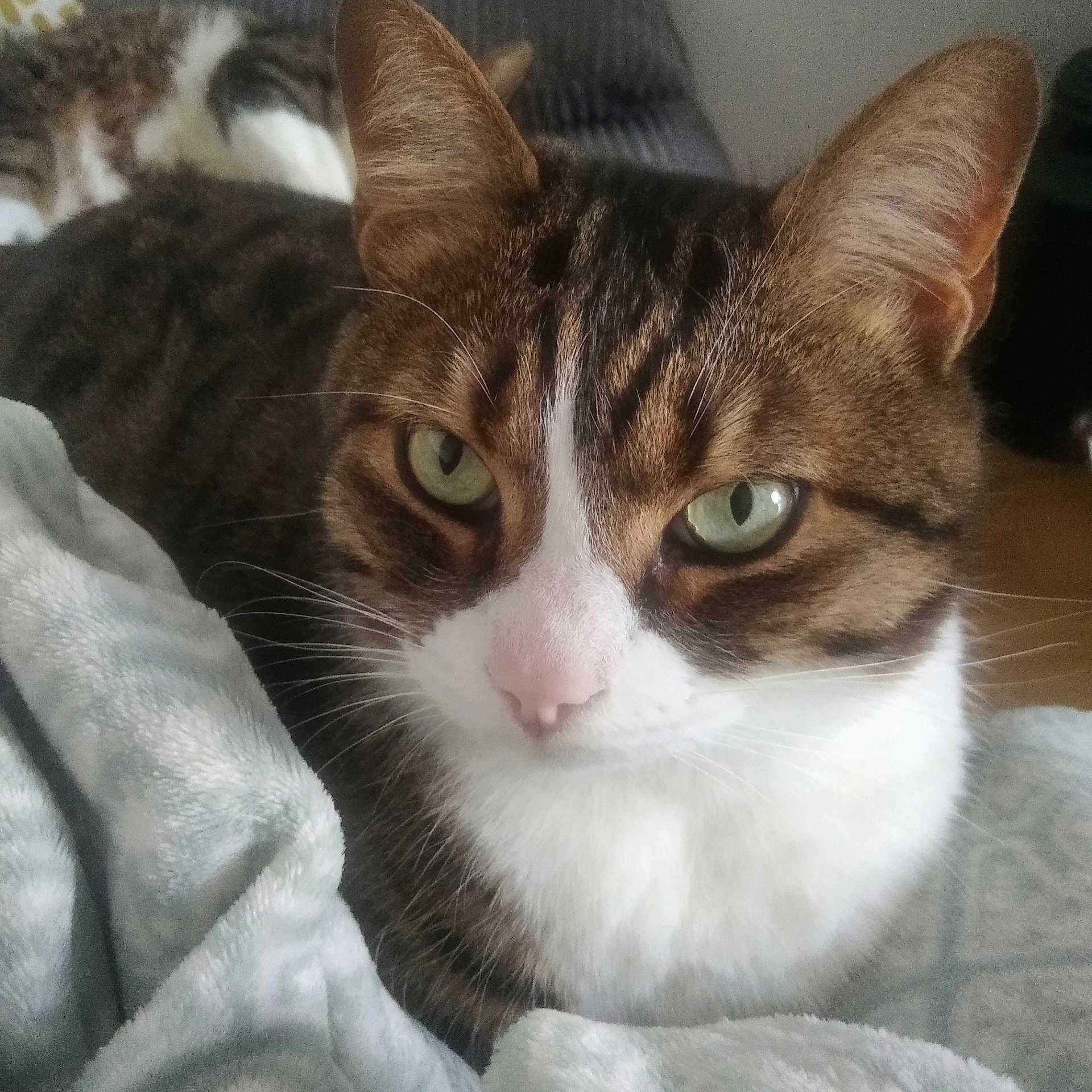 Jackson a rejoint le concours — aidez-le/la à gagner de superbes lots ! cat, tabby, pet, close_up, green_eyes, whiskers, fur, animal, domestic, resting, blanket, soft_texture, indoor, cute, mammal, face, nose, ears, white_chest, cozy