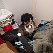 Pinochio a rejoint le concours — aidez-le/la à gagner de superbes lots ! animal, blanket, brown, cat, clothing, clutter, cozy, curious, domestic, door, floor, fur, household, indoor, looking_up, pet, stool, striped, tabby, white