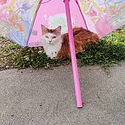 Perle a rejoint le concours — aidez-le/la à gagner de superbes lots ! animal, architecture, baby, building, canopy, cat, city, face, grass, head, kitten, manx, outdoors, person, pet, photography, plant, portrait, shelter, soil
