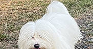 Charlie a rejoint le concours — aidez-le/la à gagner de superbes lots ! dog, white_dog, fluffy, long_hair, shaggy, small_dog, tongue_out, standing, outdoors, woodland, forest, path, grass, trees, nature, animal_portrait, pet, adorable, happy, daylight