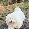 dog, white_dog, fluffy, long_hair, shaggy, small_dog, tongue_out, standing, outdoors, woodland, forest, path, grass, trees, nature, animal_portrait, pet, adorable, happy, daylight