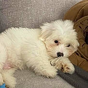 Charlie a rejoint le concours — aidez-le/la à gagner de superbes lots ! dog, puppy, white_dog, fluffy, small_dog, sleeping, lying_down, pet, animal, cute, fur, black_nose, dark_eyes, couch, sofa, blanket, gray_fabric, brown_cushion, indoors, cozy
