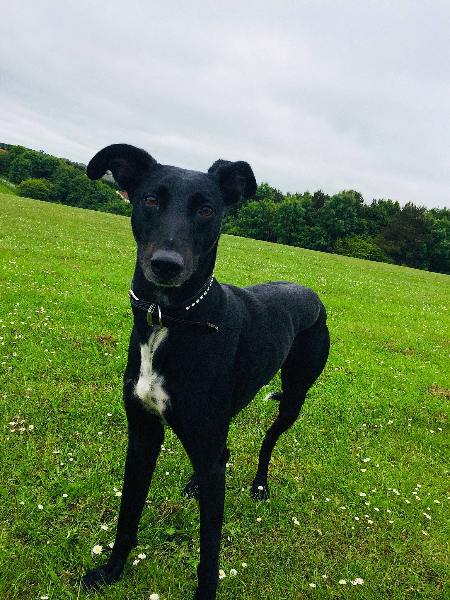 Blaze joined the competition — help win amazing prizes! borador, canidae, carnivore, cloud, collar, companion_dog, dog, dog_breed, dog_collar, grass, grassland, pasture, plant, sky, snout, sporting_group, tail, terrestrial_animal, tree, working_animal