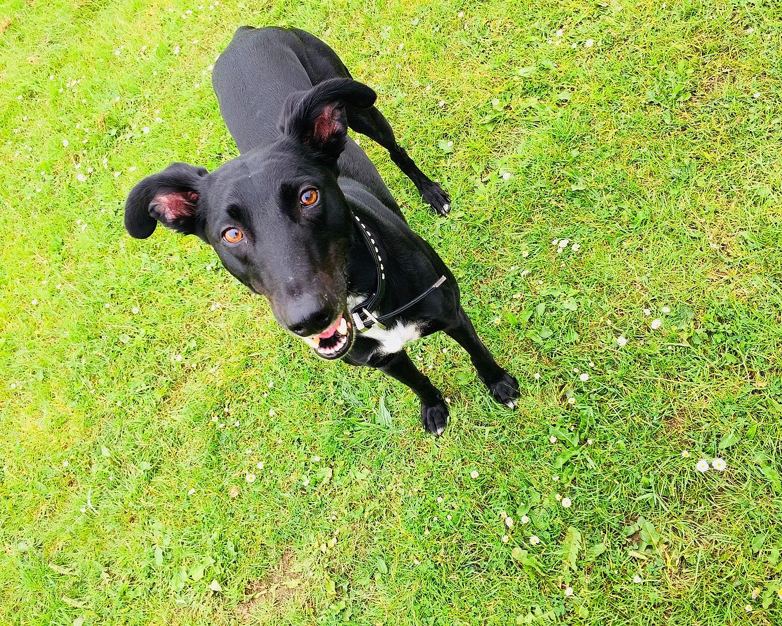 Blaze joined the competition — help win amazing prizes! borador, canidae, carnivore, companion_dog, dog, dog_breed, grass, grassland, groundcover, guard_dog, hunting_dog, meadow, non_sporting_group, pasture, personal_protective_equipment, plant, sporting_group, tail, working_animal, working_dog