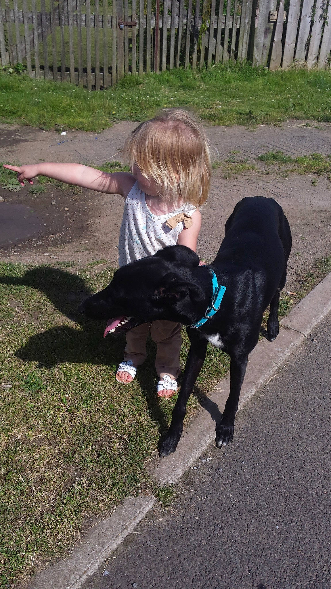 Blaze joined the competition — help win amazing prizes! canidae, carnivore, collar, companion_dog, dog, dog_breed, dog_walking, fence, fun, grass, gun_dog, leash, plant, recreation, sitting, sporting_group, t_shirt, tail, toddler, walking