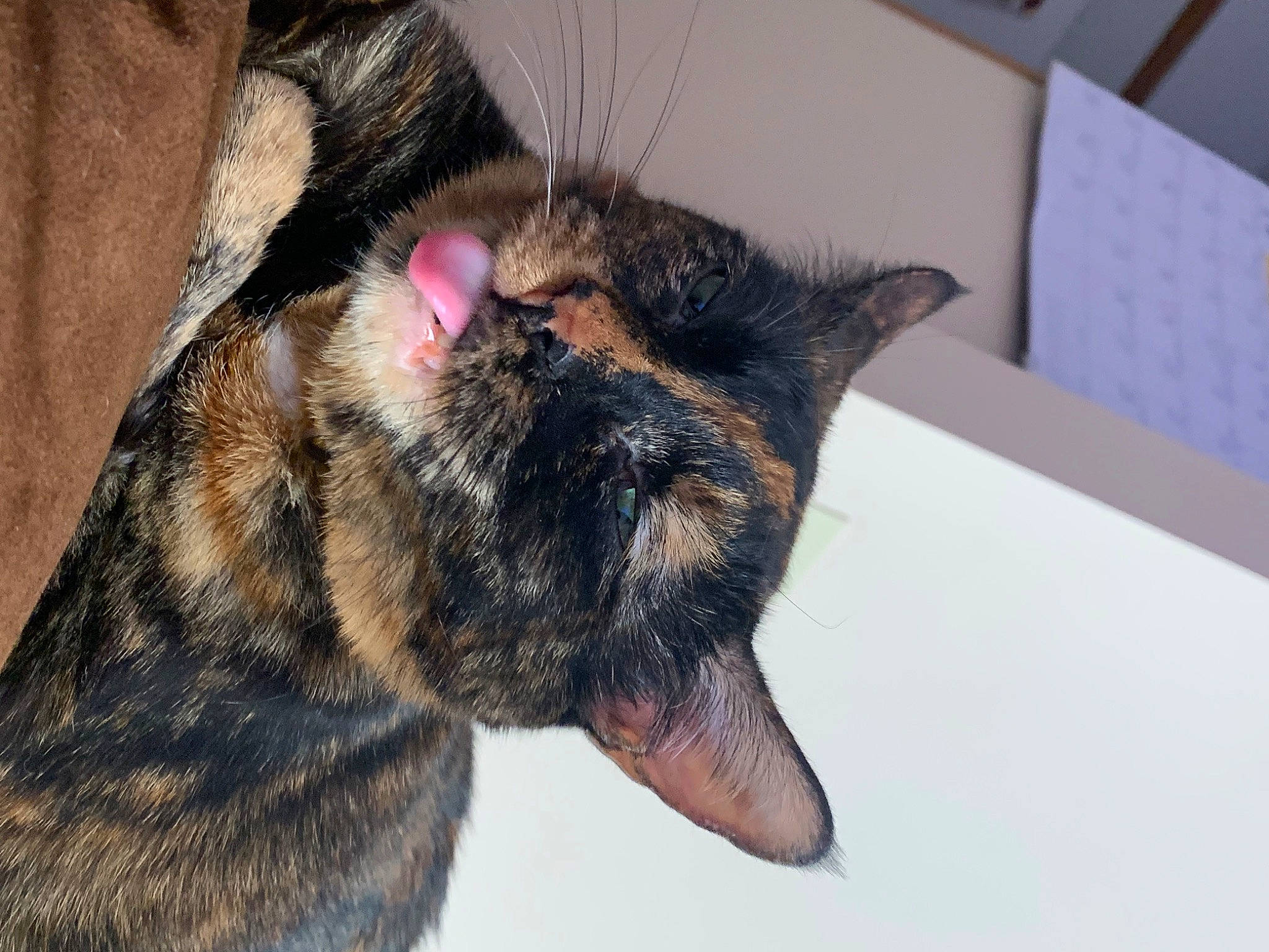 Midna is registered to the contest to win money with this photo: black_cat, canidae, carnivore, cat, claw, dog_breed, domestic_short_haired_cat, ear, eye, felidae, fur, nap, paw, sleep, small_to_medium_sized_cats, snout, sporting_group, tail, terrestrial_animal, whiskers