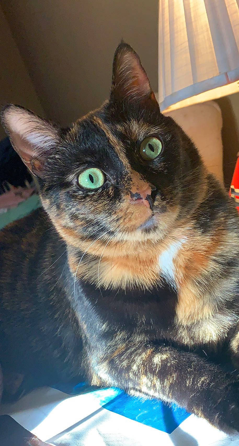 Midna joined the competition — help win amazing prizes! black_cat, blue, box, carnivore, cat, cat_furniture, cat_supply, claw, collar, domestic_short_haired_cat, electric_blue, fawn, felidae, fur, pet_supply, small_to_medium_sized_cats, snout, whiskers, window