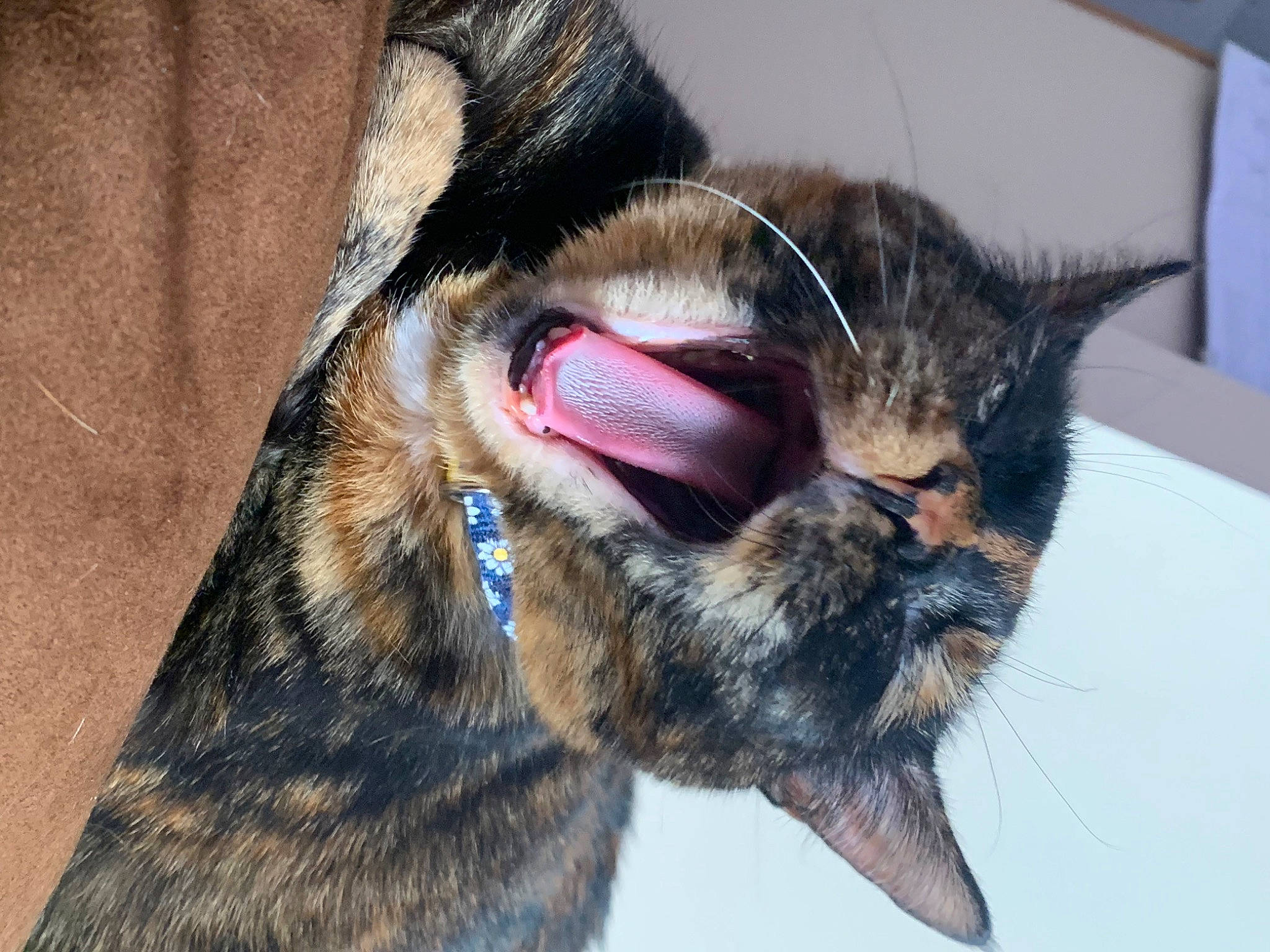Midna is registered to the contest to win money with this photo: black_cat, carnivore, cat, claw, collar, comfort, domestic_short_haired_cat, ear, felidae, fur, nap, paw, sleep, small_to_medium_sized_cats, snout, tail, terrestrial_animal, whiskers