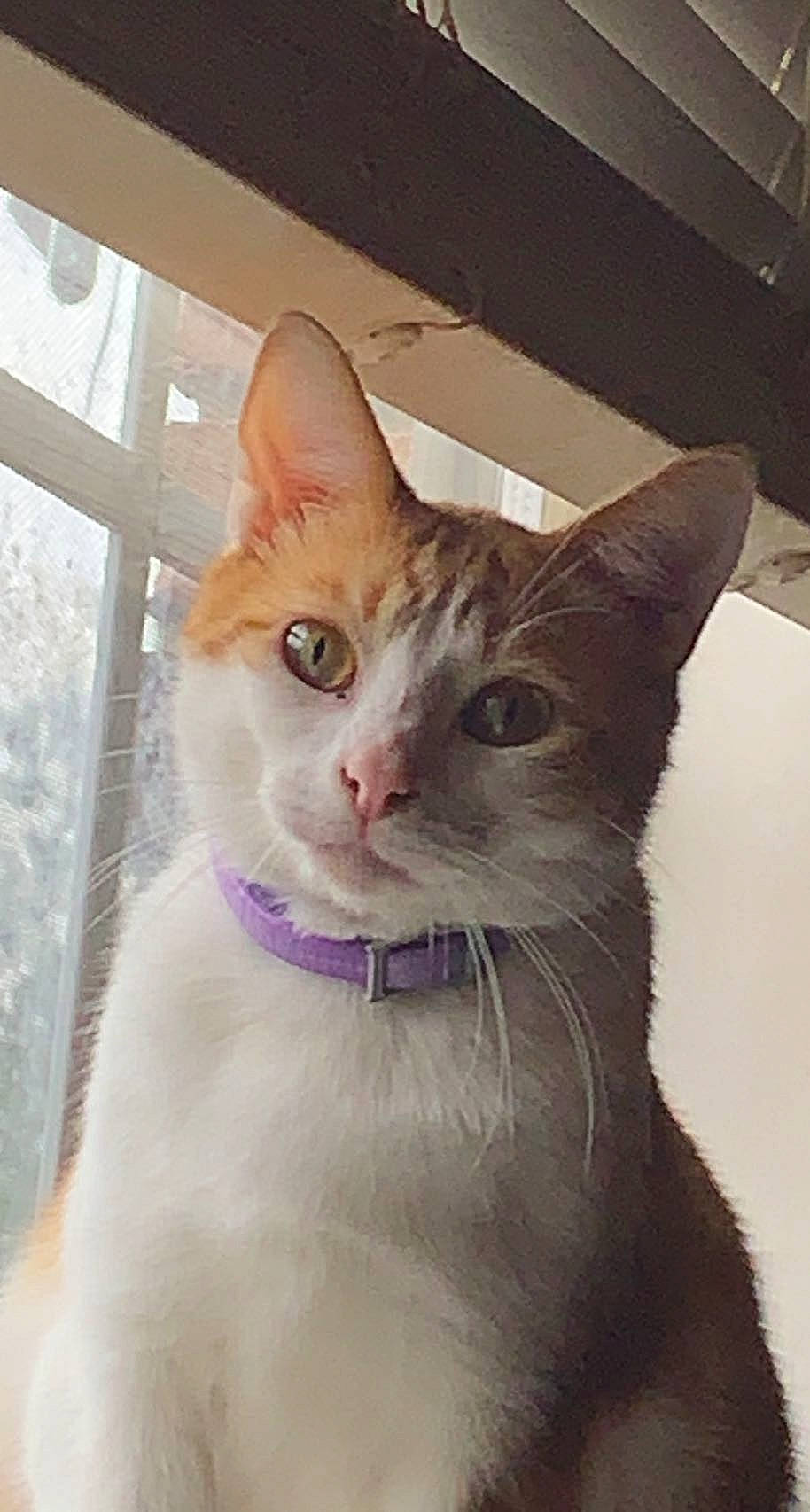 Jim joined the competition — help win amazing prizes! carnivore, cat, collar, domestic_short_haired_cat, door, fawn, felidae, fixture, fur, iris, paw, pet_supply, photo_caption, small_to_medium_sized_cats, snout, tail, whiskers, window