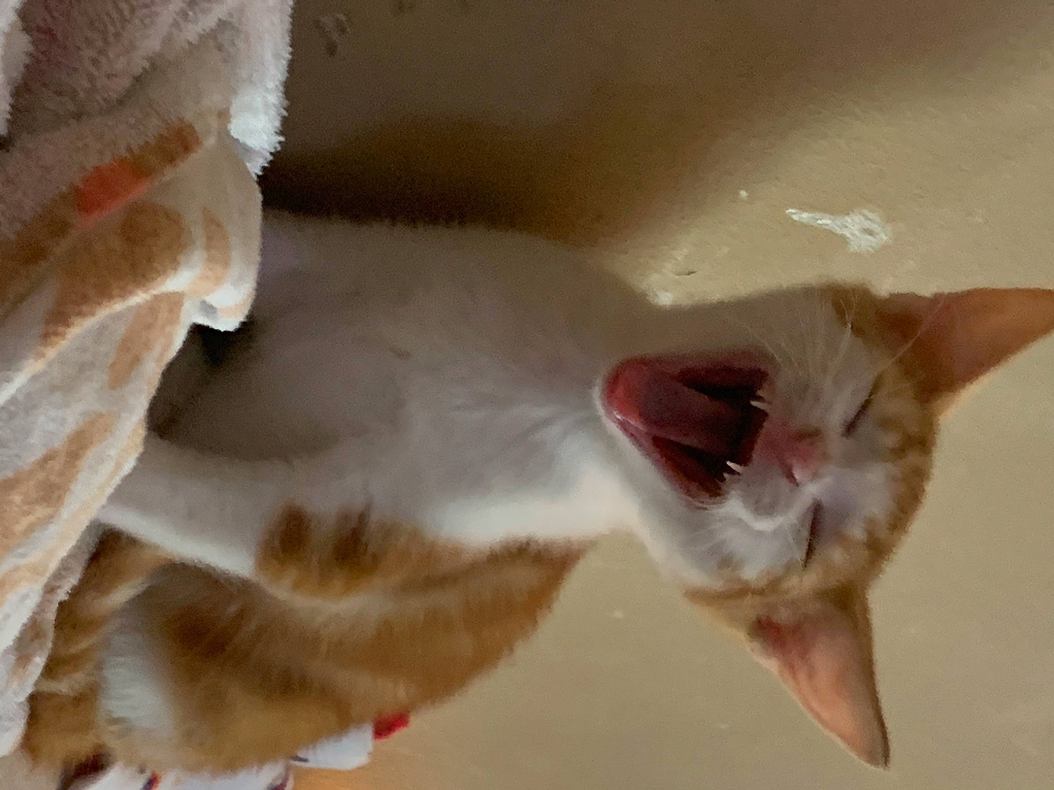 Jim is registered to the contest to win money with this photo: carnivore, cat, ear, fang, fawn, felidae, fur, jaw, paw, peach, small_to_medium_sized_cats, snout, tail, whiskers, window