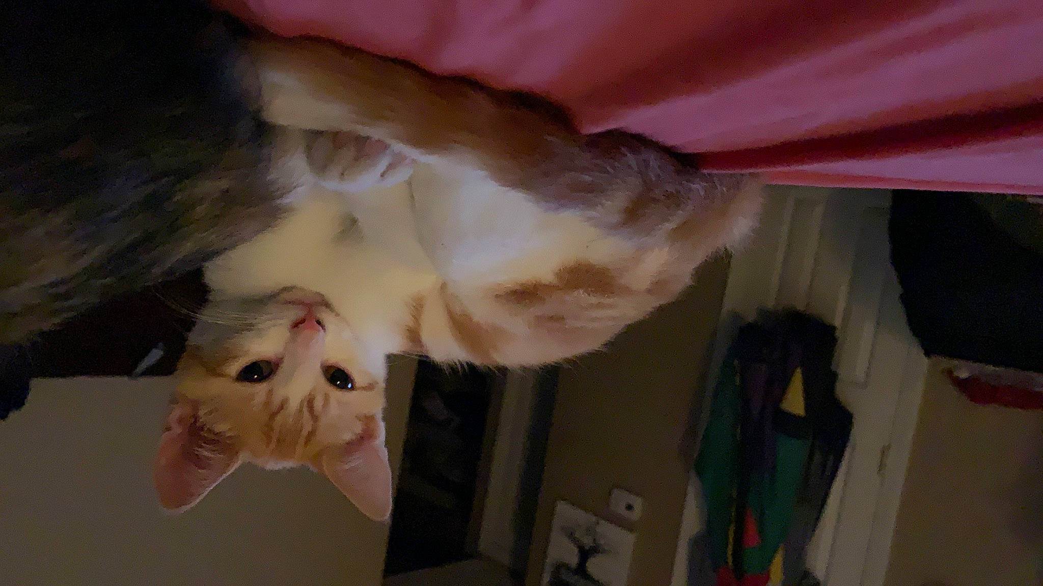 Jim joined the competition — help win amazing prizes! canidae, carnivore, cat, dog_breed, dress, fawn, feather, felidae, foot, fur, gesture, leg, paw, room, small_to_medium_sized_cats, snout, sporting_group, tail, textile, whiskers