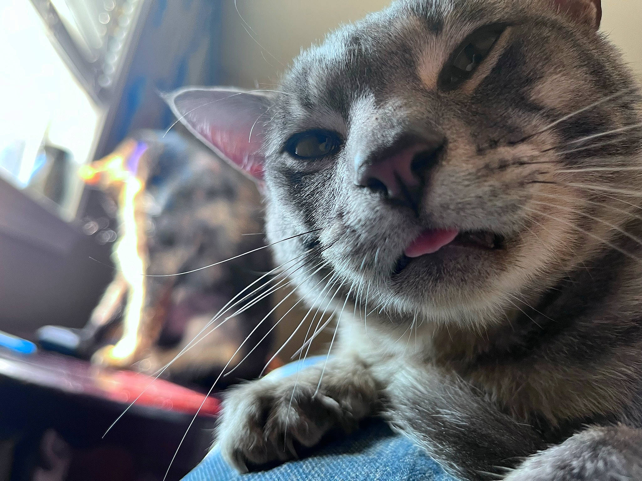 Crowley joined the competition — help win amazing prizes! carnivore, cat, claw, curious, domestic_short_haired_cat, felidae, fur, paw, small_to_medium_sized_cats, snout, tail, terrestrial_animal, whiskers, window