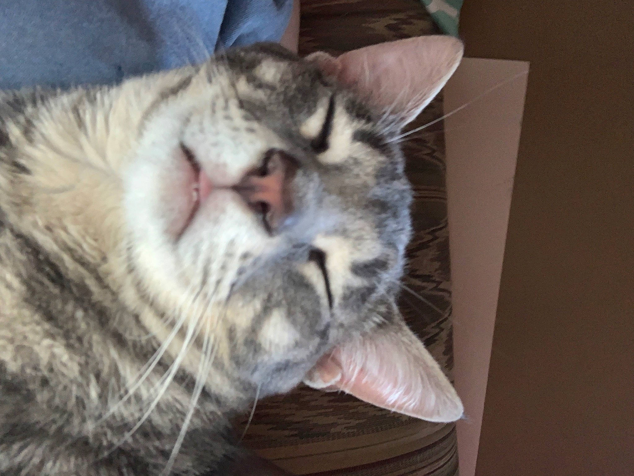 Crowley is registered to the contest to win money with this photo: carnivore, cat, claw, comfort, domestic_short_haired_cat, fang, felidae, fur, nap, paw, sleep, small_to_medium_sized_cats, snout, tail, terrestrial_animal, whiskers