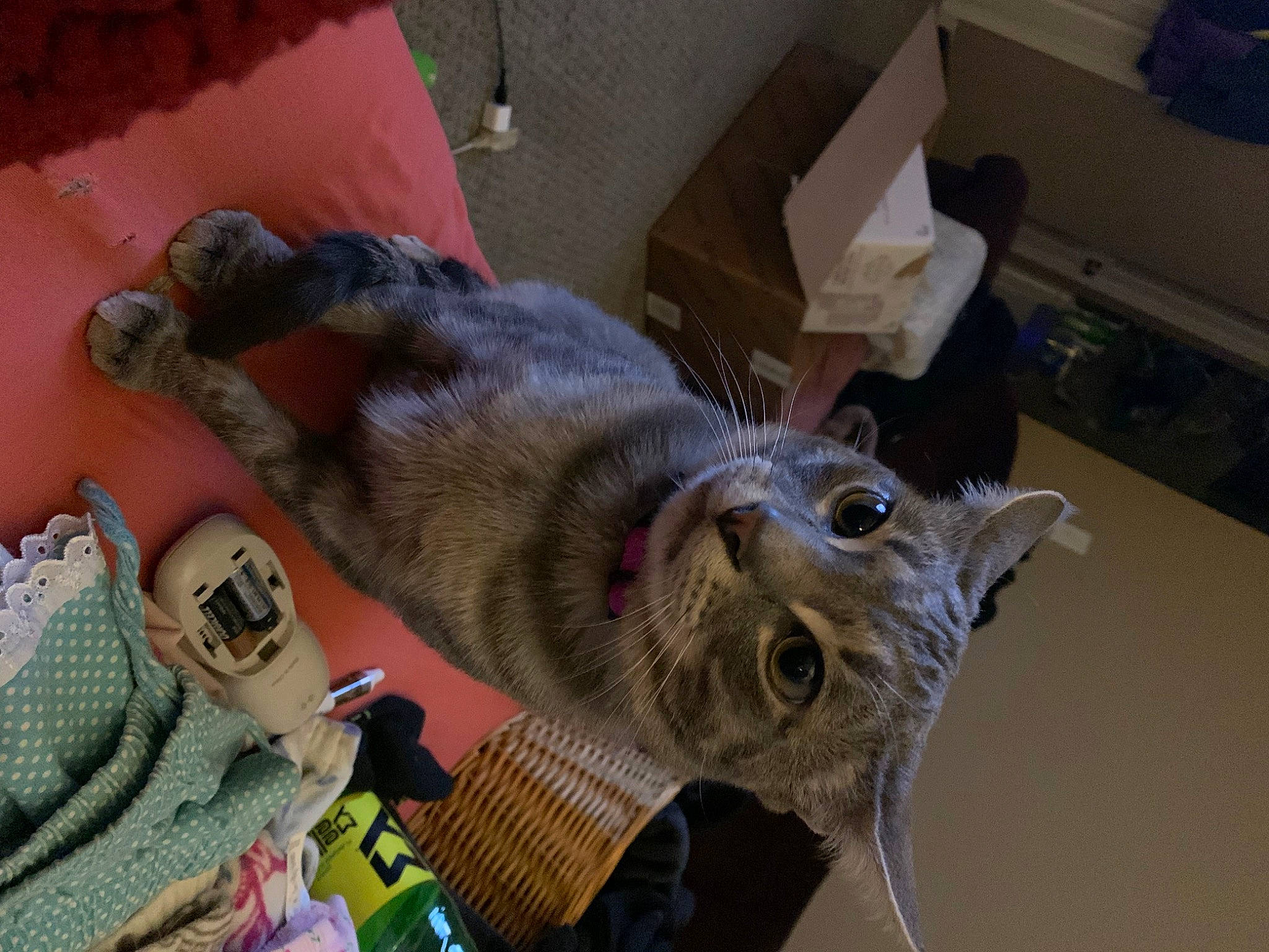 Crowley is registered to the contest to win money with this photo: box, canidae, carnivore, carton, cat, claw, domestic_short_haired_cat, fawn, felidae, fur, jaw, packaging_and_labeling, shipping_box, small_to_medium_sized_cats, snout, sporting_group, tail, terrestrial_animal, whiskers