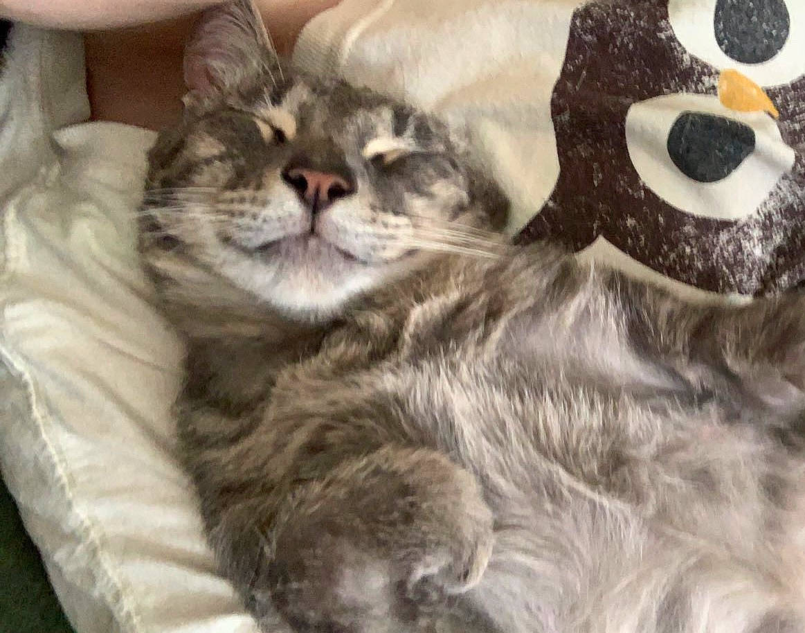 Crowley joined the competition — help win amazing prizes! carnivore, cat, claw, comfort, domestic_short_haired_cat, felidae, fur, grey, pattern, paw, small_to_medium_sized_cats, snout, tail, whiskers