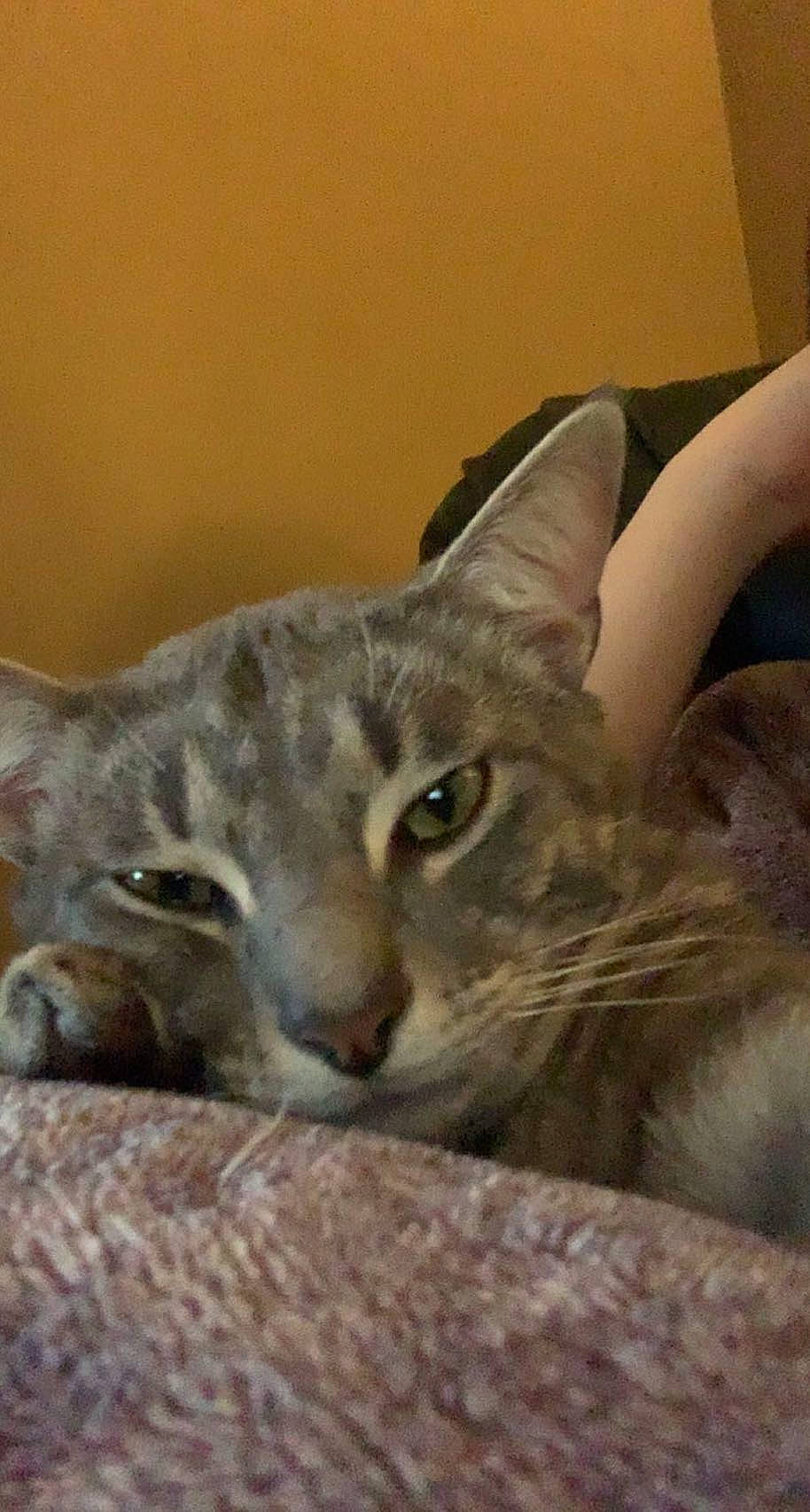 Crowley joined the competition — help win amazing prizes! carnivore, cat, cat_supply, comfort, domestic_short_haired_cat, ear, felidae, fur, small_to_medium_sized_cats, snout, terrestrial_animal, whiskers, wildlife