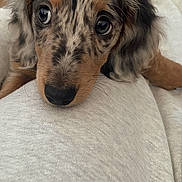 Bonnie joined the competition — help win amazing prizes! dog, puppy, close_up, resting, cute, pet, animal, fur, face, eyes, whiskers, snout, laying_down, domestic_animal, canine, soft_texture, curious, companion, indoor, cozy