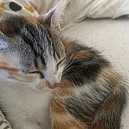 Mila a rejoint le concours — aidez-le/la à gagner de superbes lots ! kitten, cat, sleeping, calico, fur, close_up, bed, blanket, cozy, resting, animal, pet, cute, whiskers, soft, indoor, nap, young, feline, domestic