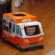 Maisie joined the competition — help win amazing prizes! kitten, cat, cardboard_box, toy, floor, wood_floor, indoor, pet, animal, window, orange, white, box, curious, small, cute, home, furniture, plastic_bag, shoes