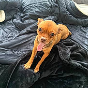 Luna is registered to the contest to win money with this photo: dog, small_dog, brown_dog, tongue_out, pet, cute, animal, indoor, blanket, black_blanket, cozy, fur, looking_up, playful, companion, friendly, domestic_animal, canine, resting, cheerful