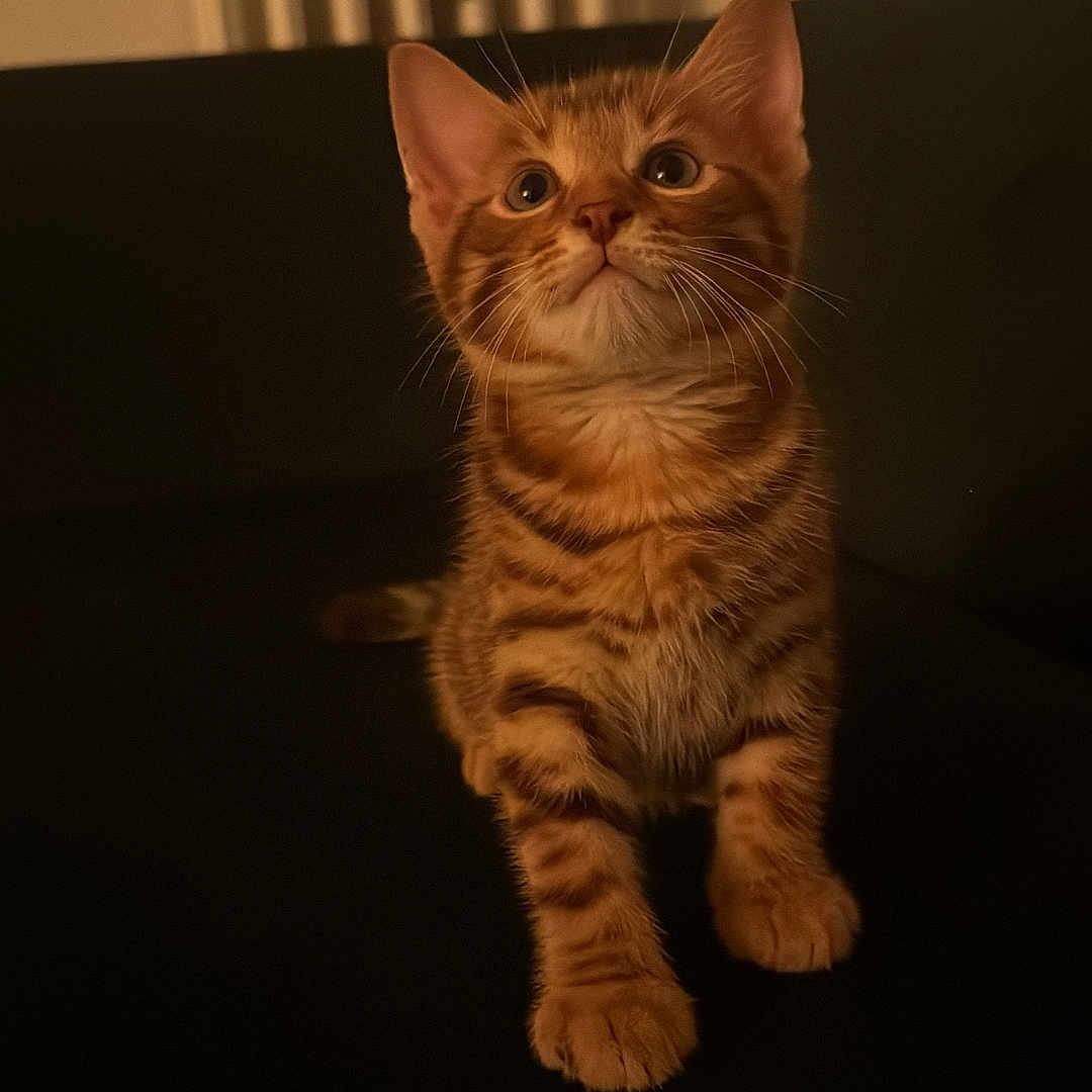 Tigroo a rejoint le concours — aidez-le/la à gagner de superbes lots ! animal, cat, cozy, curious, cute, domestic, ears, feline, fur, indoor, kitten, looking_up, mammal, pet, sitting, small, tabby, warm_lighting, whiskers, young