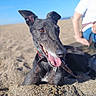 Sadie joined the competition — help win amazing prizes! animal, beach, blue_sky, canine, closeup, collar, daylight, dog, ears, greyhound, happy, leash, outdoor, person, pet, portrait, relaxed, sand, sunny, tongue_out