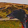 Sadie is registered to the contest to win money with this photo: alert, animal, black_dog, canine, collar, dog, field, grass, greyhound, harness, hill, landscape, leash, muzzle, nature, outdoor, pet, profile, side_view, sky