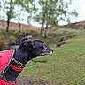 Sadie is registered to the contest to win money with this photo: alert, animal, black_dog, canine, collar, daytime, dog, field, fur, grass, hill, landscape, muzzle, nature, outdoor, pet, red_jacket, side_view, trees, walking