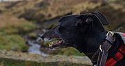 Sadie joined the competition — help win amazing prizes! animal, black_dog, blurred_background, canine, collar, curious, daytime, dog, exploration, field, grass, harness, landscape, leash, muzzle, nature, outdoor, pet, side_profile, walking